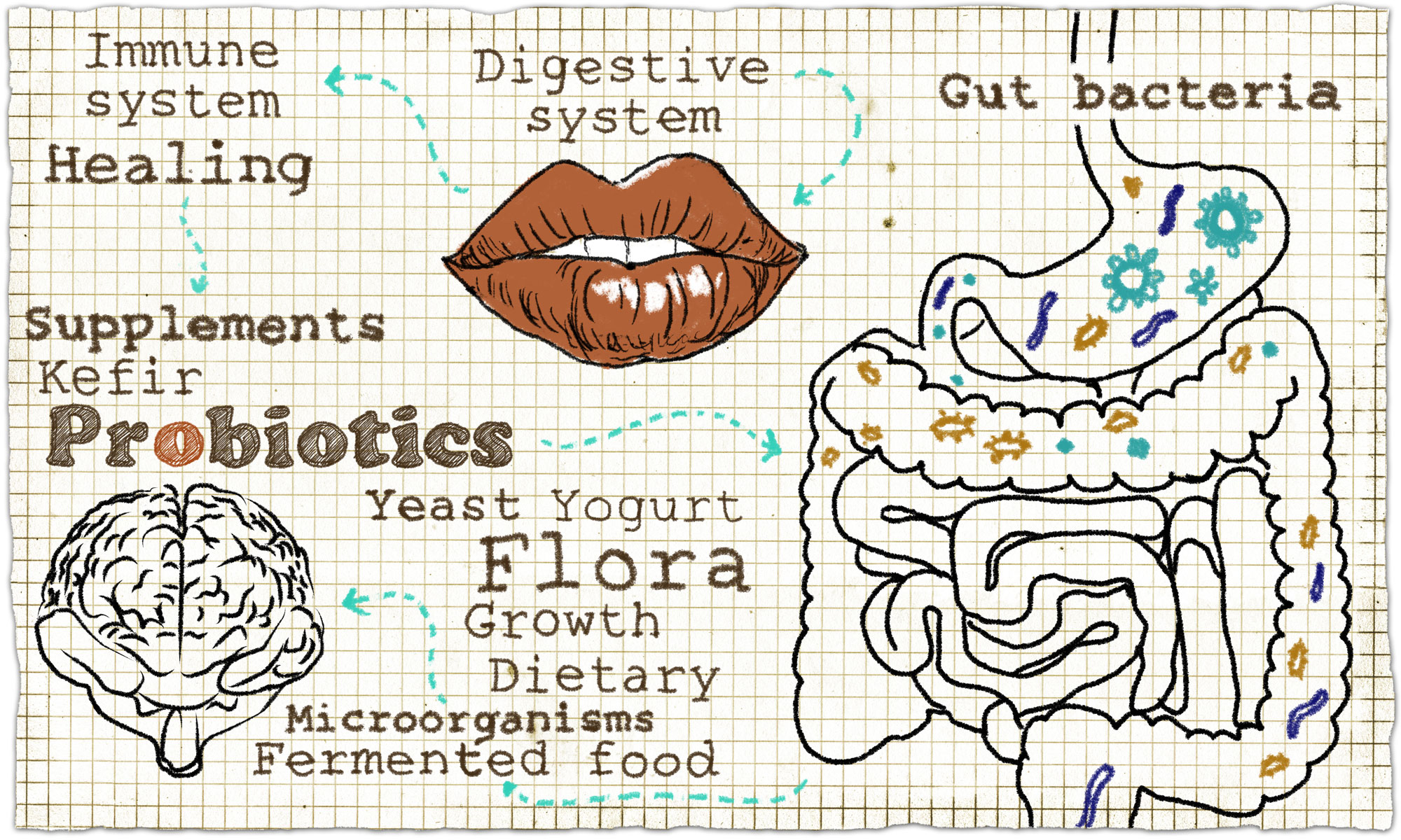 Probiotic Chart