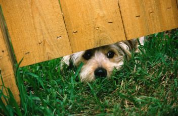 dog-under-fence