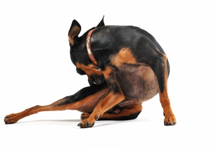 probiotics for dogs probiotics for dogs