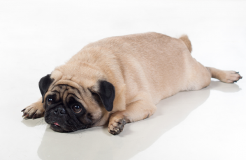 sad-fat-pug