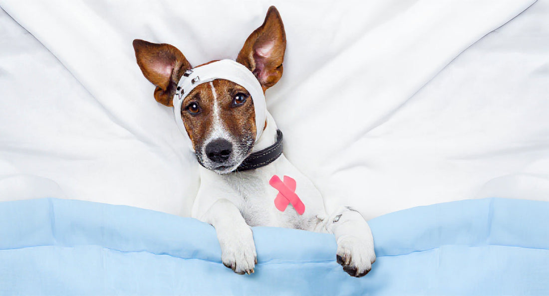 Pet Supplements Warning: Are Synthetic Vitamins Making Your Pet Sick?