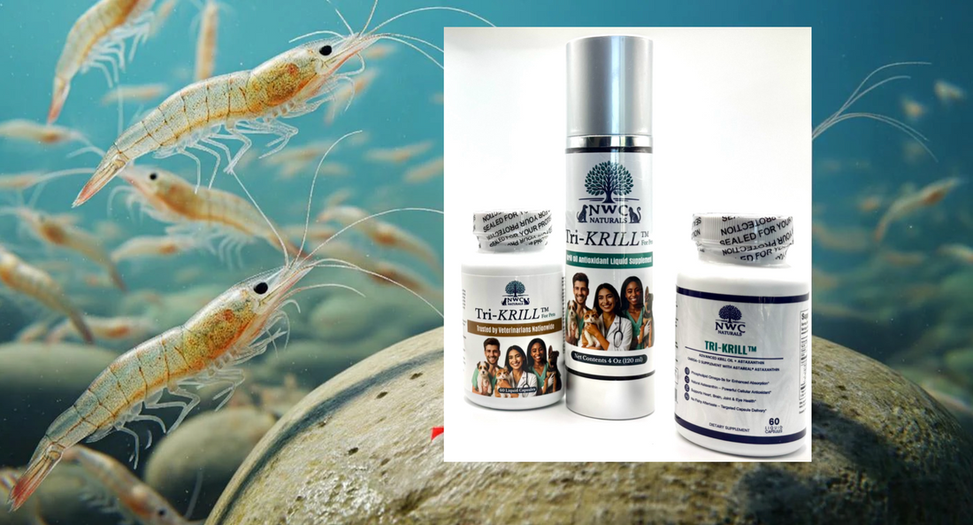 Krill Oil vs. Fish Oil: Which Omega-3 is Best for Your Pet?