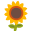 Sunflower icon